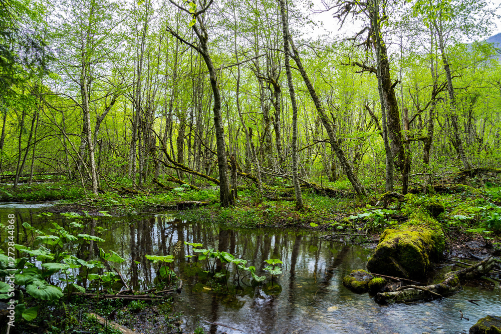 Montenegro, Untouched natural ecosystem of green trees and plants in virgin forest swampland of biogradska gora national park