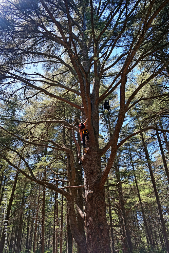 Fototapeta premium arbre cèdre 