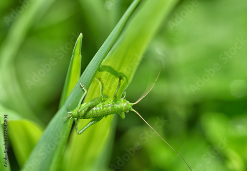 Green grasshopper's in the grass.