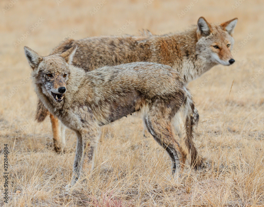 Fototapeta premium Breeding Pair of Wild Coyote in a Field of Grass