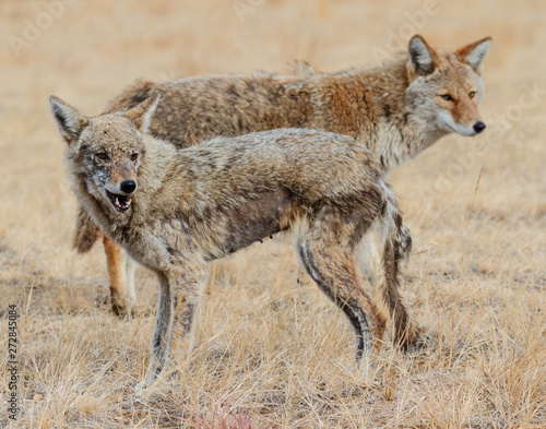 Breeding Pair of Wild Coyote in a Field of Grass © Gary