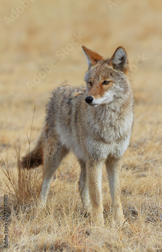 Profile of a Wild Coyote in a Field of Grass