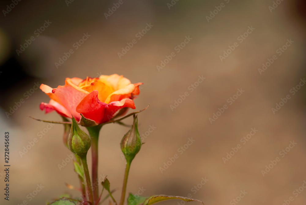 Fototapeta premium Coral and Orange Rose