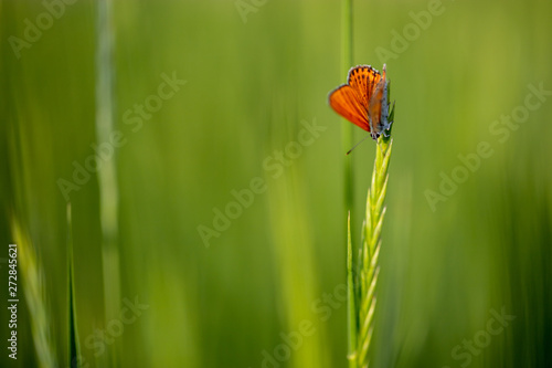 Lycaena thersamon or lesser fiery copper or red butterfly on a blade of grass photo