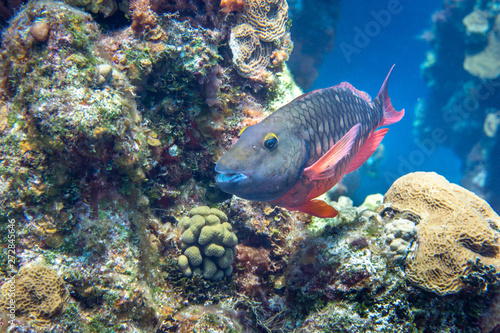 Fish on a coral reef, Cozumel, Mexico