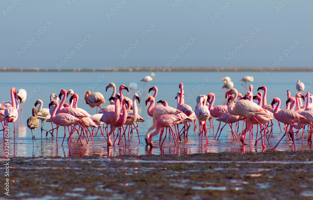 flock of birds african pink flamingo walking on the blue salt lake of Namibia