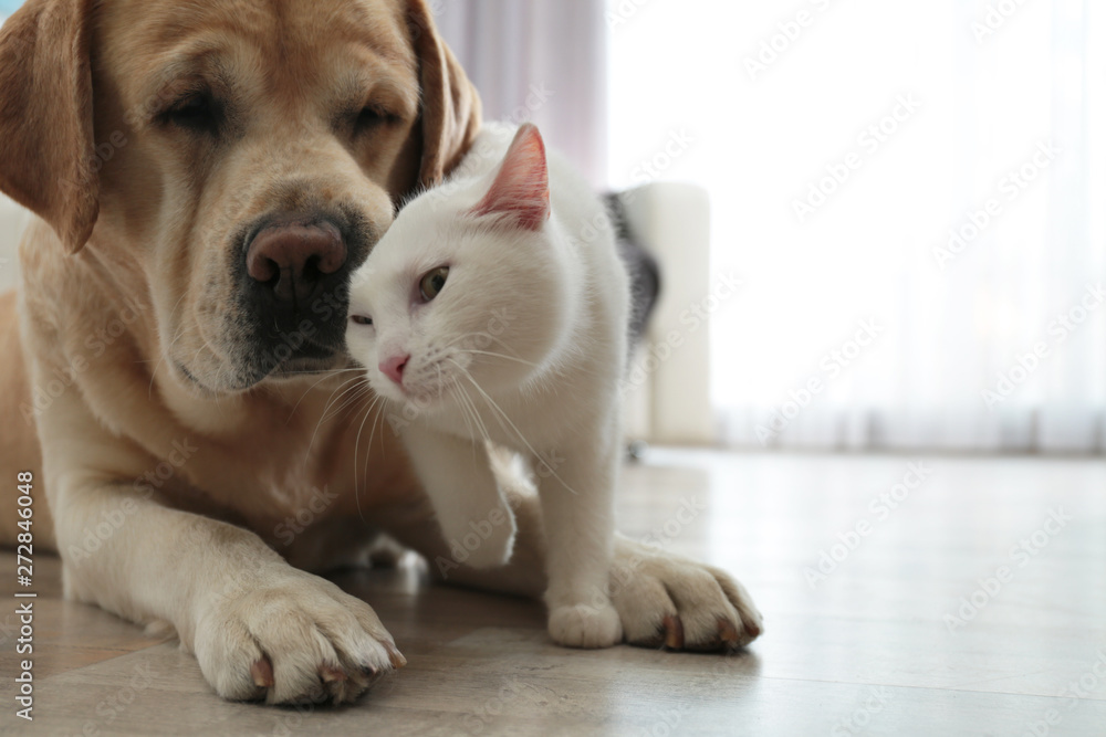 Fototapeta Adorable dog and cat together on floor indoors, closeup with space for text. Friends forever