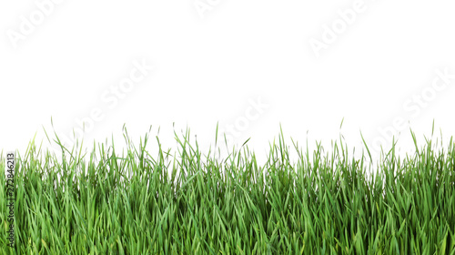 Beautiful vibrant green grass on white background