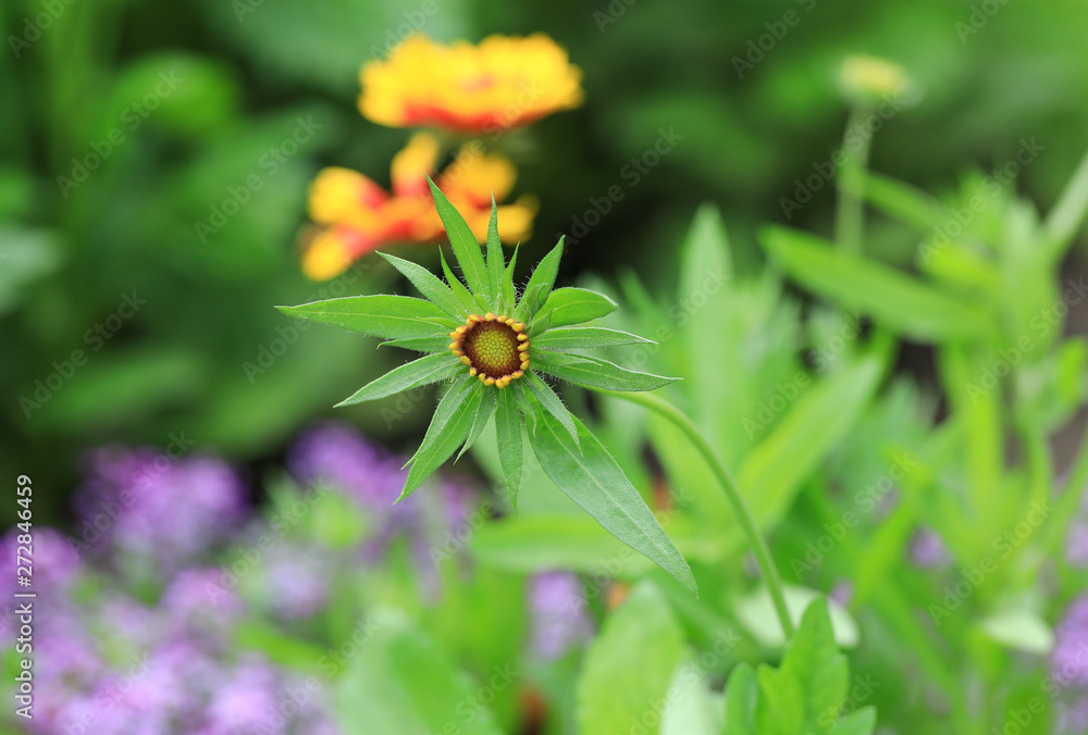beautiful green flower in the meadow beautiful green flower in the meadow
