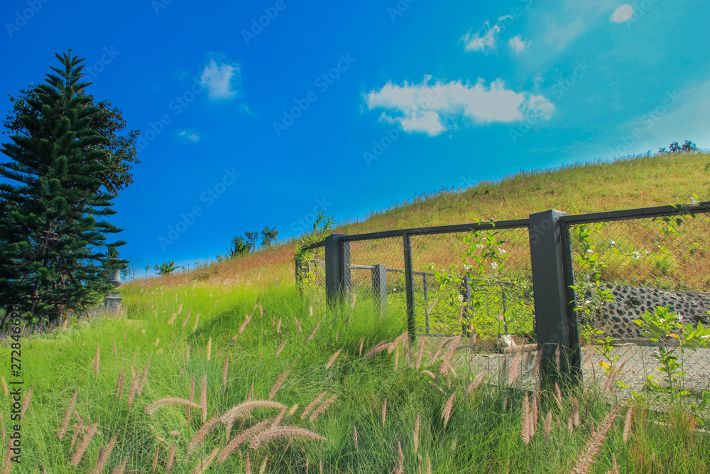 Hill view, Grass beside iron fence and tree. Clear sunlight Blue sky.