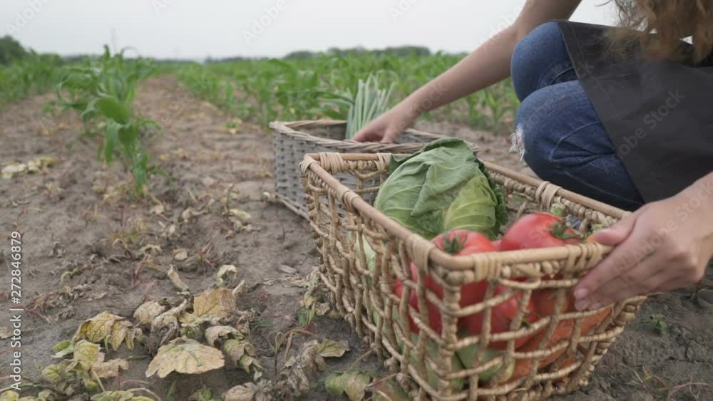 The farmer is holding a box of organic vegetables The farmer is holding a box of organic vegetables