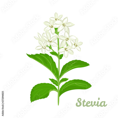 Stevia plant vector illustration. Stevia sweetener sugar substitute isolated on white background. Medical herbs in cartoon flat style.