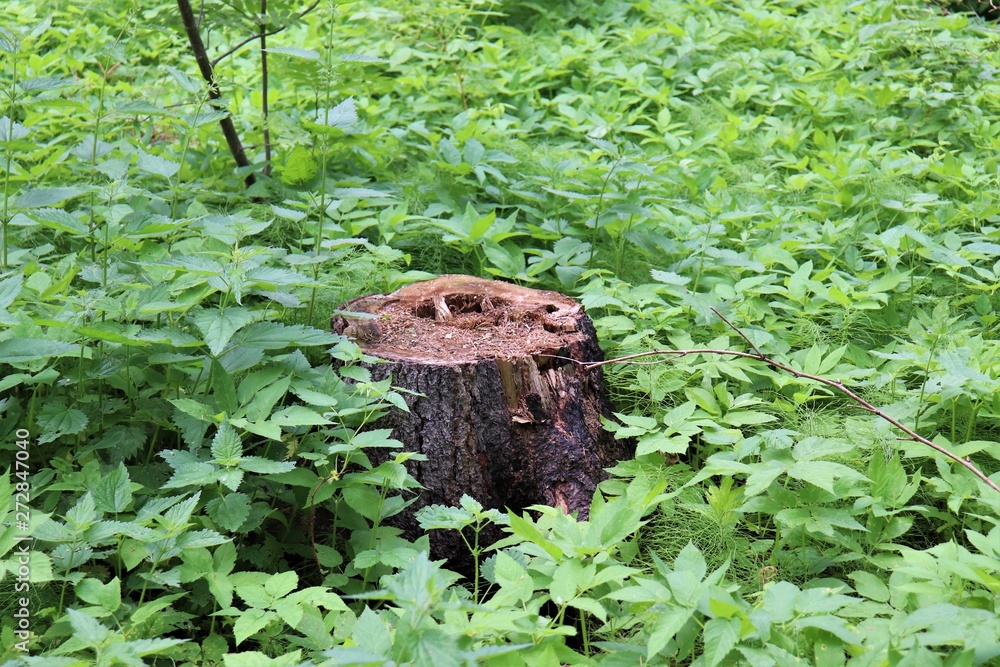 Stump among the plants in the forest Stump among the plants in the forest