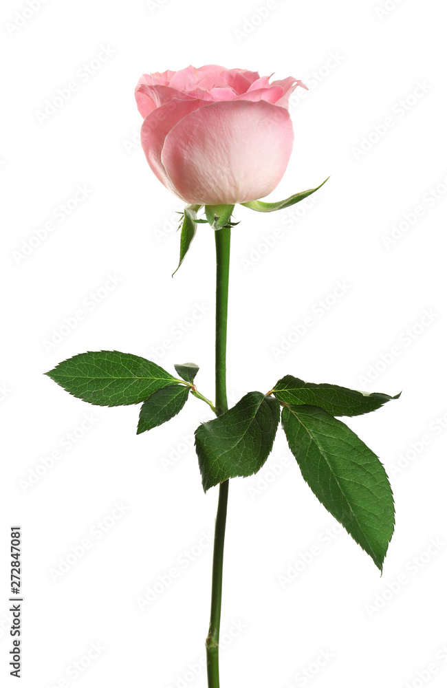 Obraz premium Beautiful blooming pink rose on white background