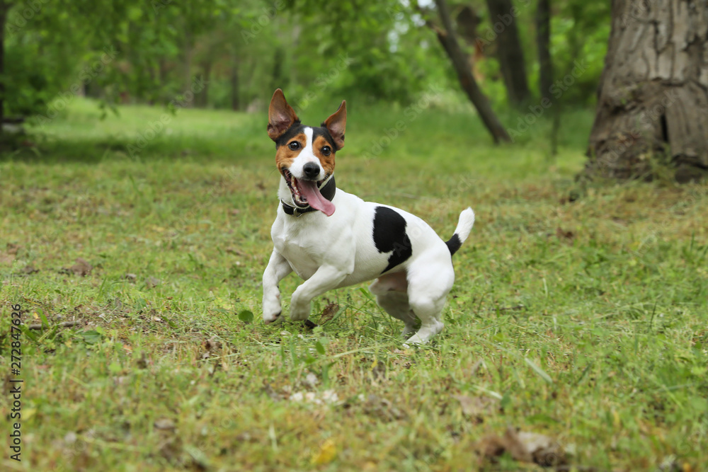 Adorable Jack Russell Terrier dog playing in park