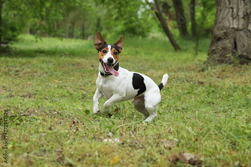 Adorable Jack Russell Terrier dog playing in park