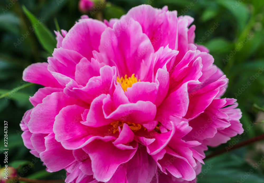 Luxurious bud of pink peony in the midst of green leaves.