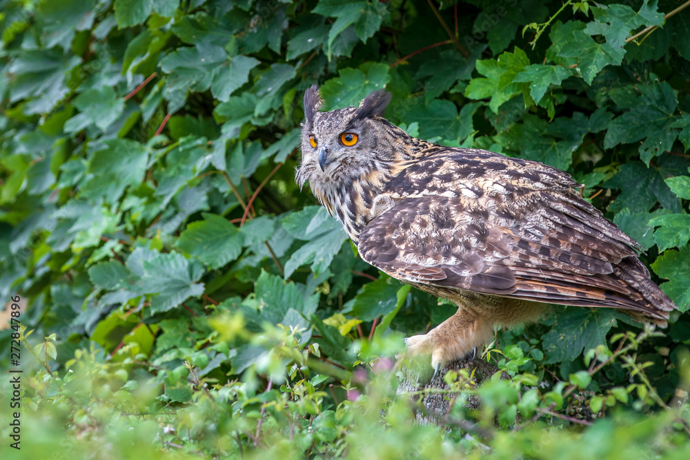 Fototapeta premium Eagle owl (Bubo bubo) perched