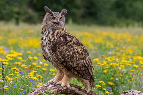 Eagle owl  (Bubo bubo) perched