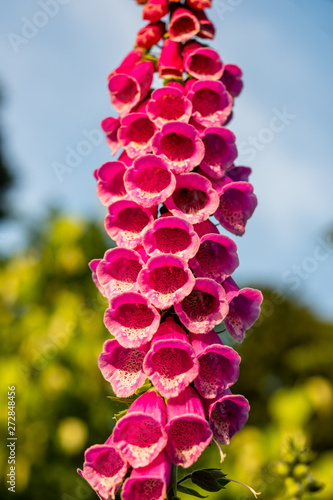 A flowering digitalis or floxglove sits in the sun photo