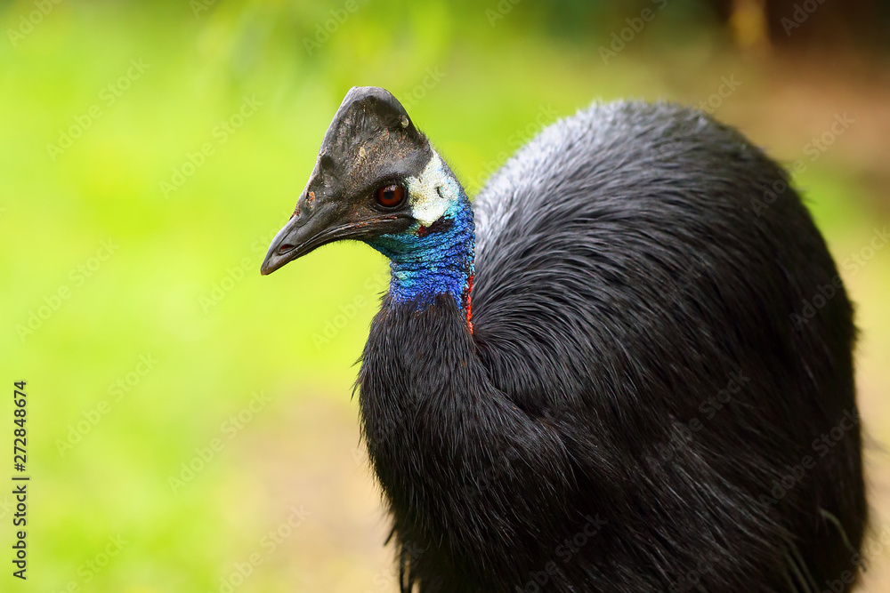 The dwarf cassowary (Casuarius bennetti), also known as Bennett's cassowary, little or mountain cassowary or mooruk, portrait. Casowary portrait with color background. The dwarf cassowary (Casuarius bennetti), also known as Bennett's cassowary, little or mountain cassowary or mooruk, portrait. Casowary portrait with color background.