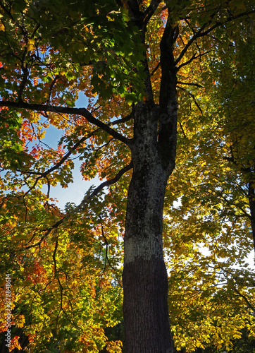 Autumn maple © Asta Plechaviciute