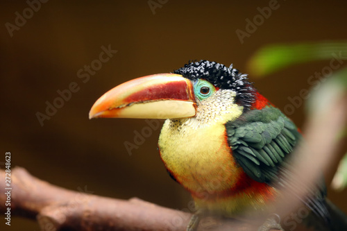 The curl-crested aracari, or curl-crested araçari (Pteroglossus beauharnaesii), also known as the curly-crested aracari sitting on the branch.Aracari portrait. photo