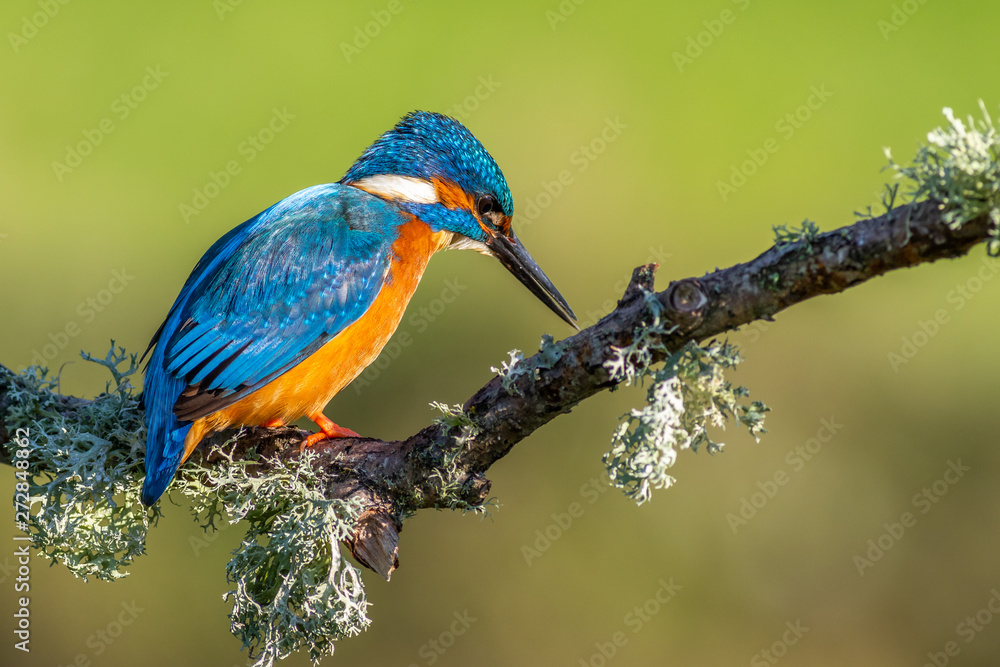 Fototapeta premium zimorodek (Alcedo atthis)