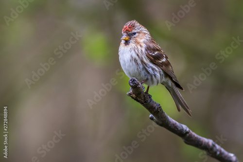 lesser redpoll (Acanthis cabaret)