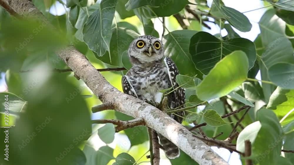 Spotted owlet on tree in park. Spotted owlet on tree in park.