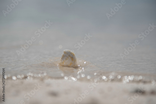 SEASHELL ON A BEACH