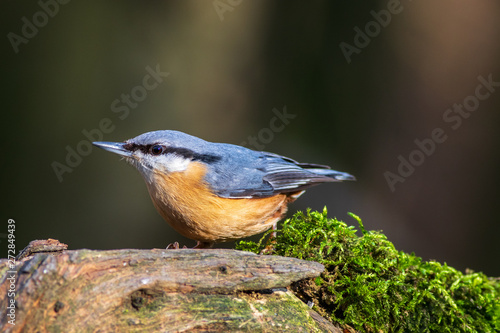 Nuthatch (Sitta europaea)