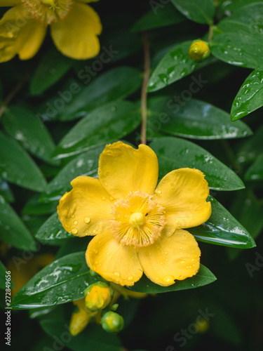 Yellow flower and wet green leafs