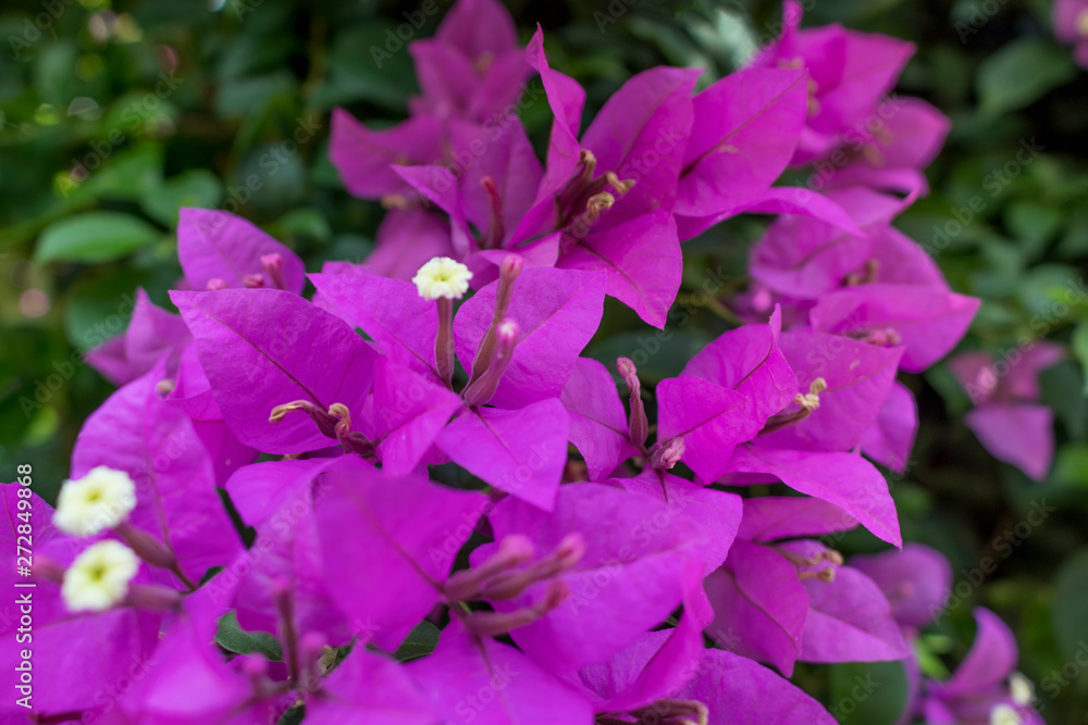 Bright bougainvillea in a tropical garden