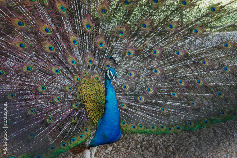 Obraz premium Beautiful peacock spread its tail in the zoo