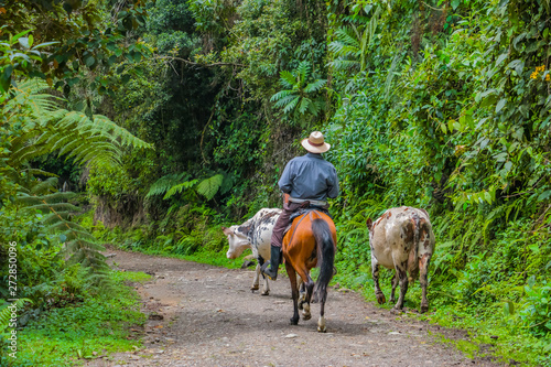 Farmer reitet auf Pferd mit Vieh durch den Dschungel Südamerikas