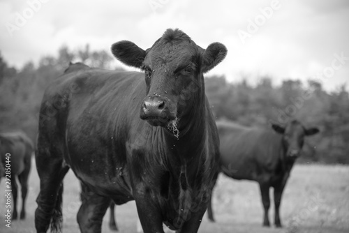 COW IN BLACK AND WHITE