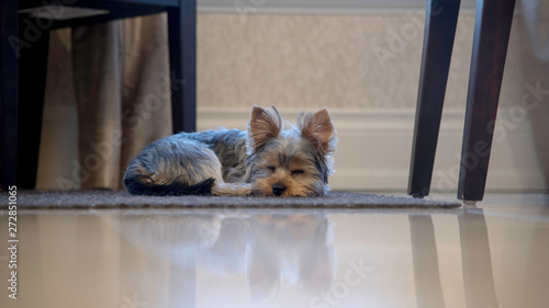 SLEEPY YORKIE
