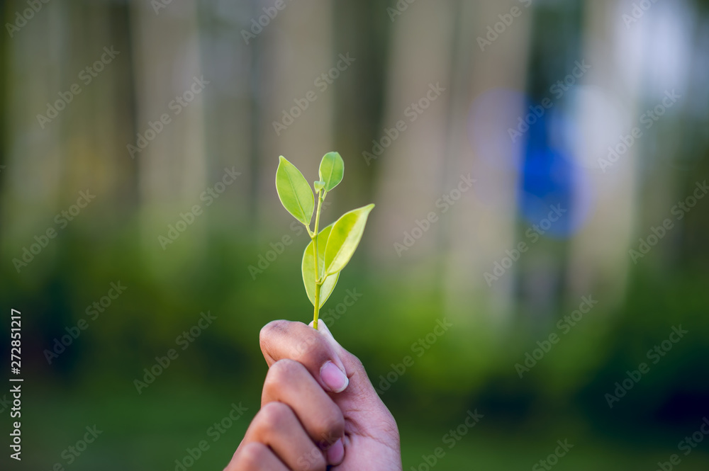 Hands and green leaves Beautiful green leafy peak Hands and green leaves Beautiful green leafy peak