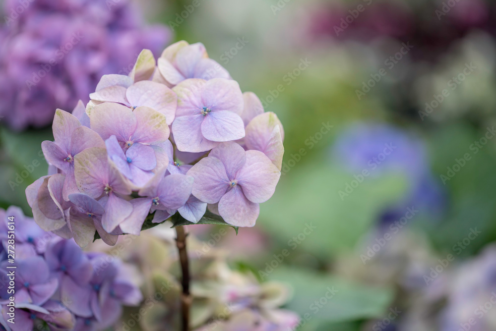 PRETTY HYDRANGEAS PRETTY HYDRANGEAS