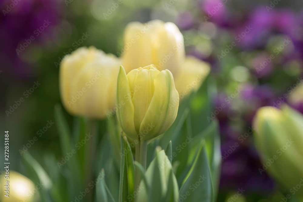 Obraz premium YELLOW TULIPS