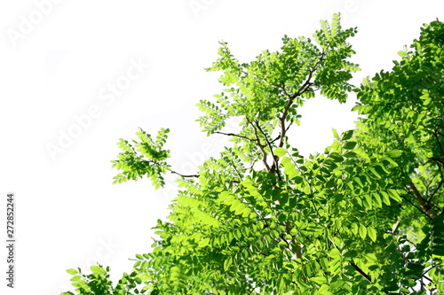 Green leaves isolated with clipping paths on a white background © Nattawut