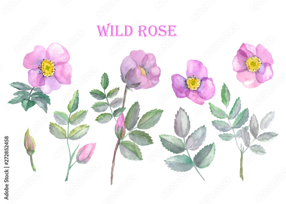 Set of wild roses, buds and leaves isolated on white background. Pink flowers and branches