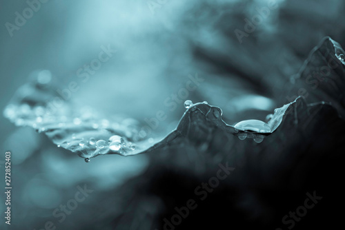 UP CLOSE IMAGE OF A LEAF WITH WATER DROPS USING A BLUE EFFECT