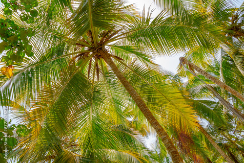 Palmen Dach. Unter saftig gr  nen Palmen an einem exotischen Ort