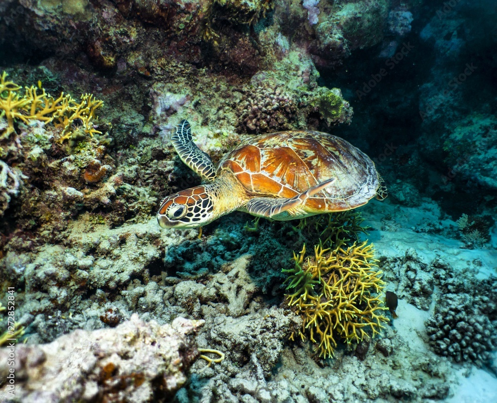 Fototapeta premium Turtle