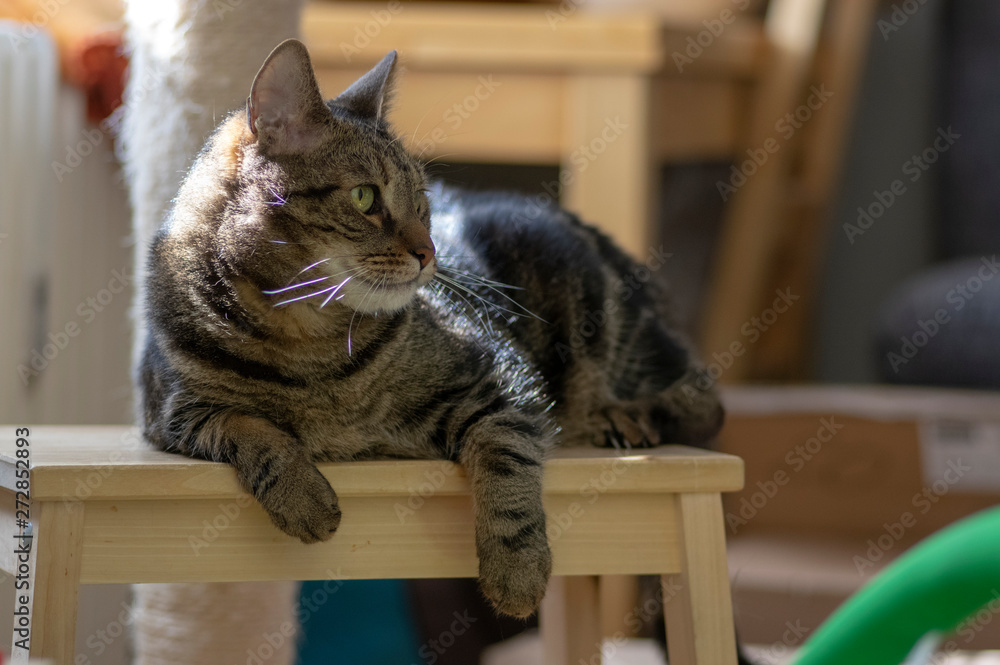 Domestic marble cat sitting on wooden stool, cute kitty face, amazing lime eyes Domestic marble cat sitting on wooden stool, cute kitty face, amazing lime eyes