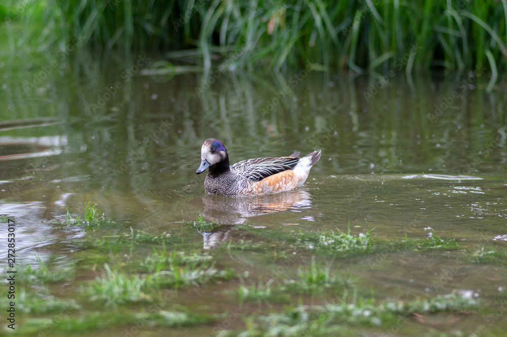 Beautiful wild Chiloe wigeon swimming on small pond in green park, Mareca sibilatrix wild water bird Beautiful wild Chiloe wigeon swimming on small pond in green park, Mareca sibilatrix wild water bird