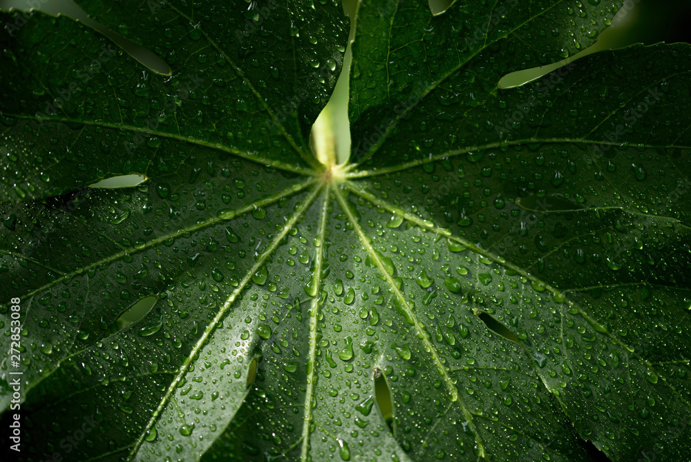 LEAF IN MACRO LEAF IN MACRO