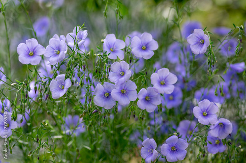 Linum usitatissimum flowering ornamental garden plant, group of beautiful blue flowers in bloom photo
